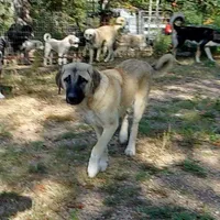 AKC- ESTHER, a female Anatolian Shepherd Dog for sale in Yellville, AR – Photo 7 of 10