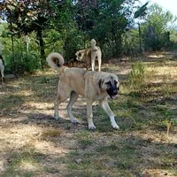AKC- ESTHER, a female Anatolian Shepherd Dog for sale in Yellville, AR – Photo 5 of 10