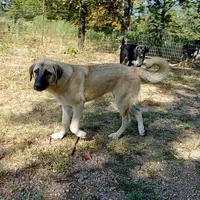 AKC- ESTHER, a female Anatolian Shepherd Dog for sale in Yellville, AR – Photo 2 of 10