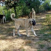 AKC- ESTHER, a female Anatolian Shepherd Dog for sale in Yellville, AR – Photo 4 of 10