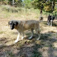 AKC- ESTHER, a female Anatolian Shepherd Dog for sale in Yellville, AR – Photo 9 of 10