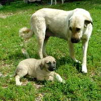 AKC- JESSE, a male Anatolian Shepherd Dog for sale in Yellville, AR – 4 of 10