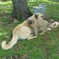 AKC- JESSE, a male Anatolian Shepherd Dog for sale in Yellville, AR – 10 of 10