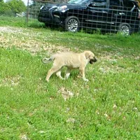 AKC- JESSE, a male Anatolian Shepherd Dog for sale in Yellville, AR – 9 of 10