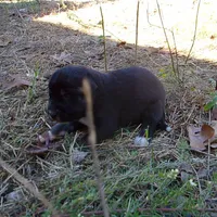 AKC- GRETL, a female Anatolian Shepherd Dog for sale in Yellville, AR – 3 of 6