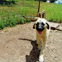 AKC Gretel , a female Anatolian Shepherd Dog for sale in Yellville, AR – 8 of 10