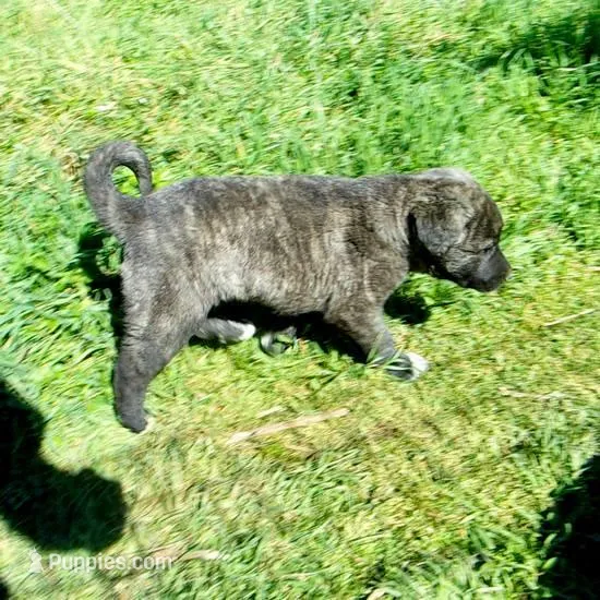 AKC- LOGAN, a male Anatolian Shepherd Dog for sale in Yellville, AR – 1 of 10