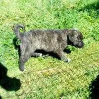 AKC- LOGAN, a male Anatolian Shepherd Dog for sale in Yellville, AR – 1 of 10
