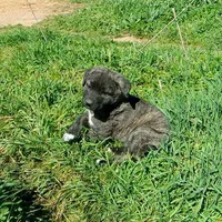 AKC- LOGAN, a male Anatolian Shepherd Dog for sale in Yellville, AR – 10 of 10