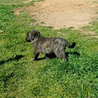 AKC- LOGAN, a male Anatolian Shepherd Dog for sale in Yellville, AR – 4 of 10