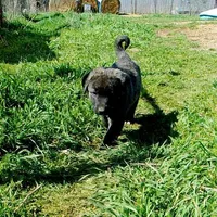 AKC- LOGAN, a male Anatolian Shepherd Dog for sale in Yellville, AR – 5 of 10