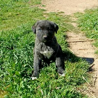 AKC- LOGAN, a male Anatolian Shepherd Dog for sale in Yellville, AR – 2 of 10