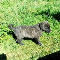 AKC- LOGAN, a male Anatolian Shepherd Dog for sale in Yellville, AR – 6 of 10