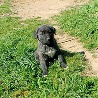 AKC- LOGAN, a male Anatolian Shepherd Dog for sale in Yellville, AR – 3 of 10