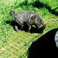 AKC- LOGAN, a male Anatolian Shepherd Dog for sale in Yellville, AR – 8 of 10