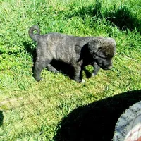AKC- LOGAN, a male Anatolian Shepherd Dog for sale in Yellville, AR – 7 of 10