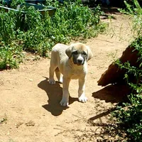 AKC- ZAYU, a female Anatolian Shepherd Dog for sale in Yellville, AR – 7 of 8