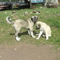 AKC- ANGEL, a female Anatolian Shepherd Dog for sale in Yellville, AR – 8 of 10
