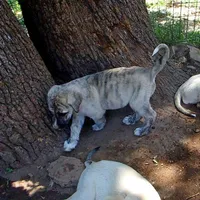 AKC- CIAO, a male Anatolian Shepherd Dog for sale in Yellville, AR – 7 of 9