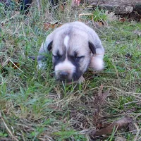 AKC- LOUISA, a female Anatolian Shepherd Dog for sale in Yellville, AR – 4 of 6