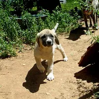 AKC- ZAYU, a female Anatolian Shepherd Dog for sale in Yellville, AR – 4 of 8