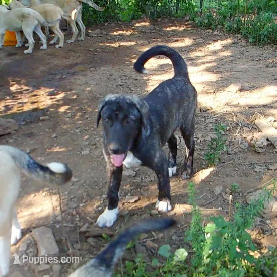 AKC- ZACKUM – Anatolian Shepherd Dog puppy for sale in Yellville, AR