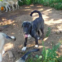 AKC- ZACKUM, a male Anatolian Shepherd Dog for sale in Yellville, AR – 4 of 8