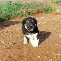 AKC- HANSEL, a male Anatolian Shepherd Dog for sale in Yellville, AR – Photo 3 of 10