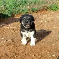 AKC- HANSEL, a male Anatolian Shepherd Dog for sale in Yellville, AR – Photo 1 of 10