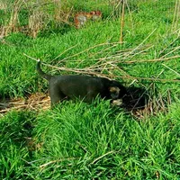 AKC- HANSEL, a male Anatolian Shepherd Dog for sale in Yellville, AR – Photo 5 of 10