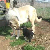 AKC- HANSEL, a male Anatolian Shepherd Dog for sale in Yellville, AR – Photo 9 of 10