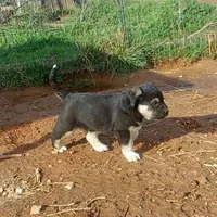 AKC- HANSEL, a male Anatolian Shepherd Dog for sale in Yellville, AR – Photo 7 of 10