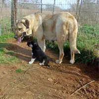AKC- HANSEL, a male Anatolian Shepherd Dog for sale in Yellville, AR – Photo 6 of 10