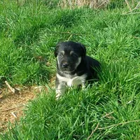 AKC- HANSEL, a male Anatolian Shepherd Dog for sale in Yellville, AR – Photo 4 of 10