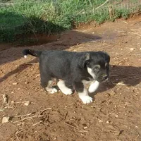 AKC- HANSEL, a male Anatolian Shepherd Dog for sale in Yellville, AR – Photo 8 of 10