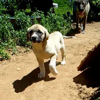 AKC- ZAYU, a female Anatolian Shepherd Dog for sale in Yellville, AR – 2 of 8