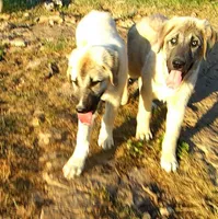 AKC - Apolo, a male Anatolian Shepherd Dog for sale in Yellville, AR – 3 of 10