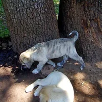 AKC- CIAO, a male Anatolian Shepherd Dog for sale in Yellville, AR – 9 of 9