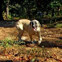 AKC- JEWEL, a female Anatolian Shepherd Dog for sale in Yellville, AR – Photo 5 of 10