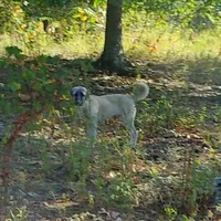 AKC- JEWEL, a female Anatolian Shepherd Dog for sale in Yellville, AR – Photo 9 of 10