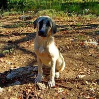 AKC- JEWEL, a female Anatolian Shepherd Dog for sale in Yellville, AR – Photo 2 of 10