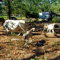 AKC- JEWEL, a female Anatolian Shepherd Dog for sale in Yellville, AR – Photo 8 of 10