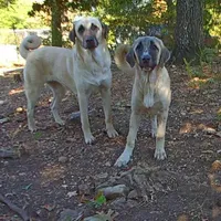 AKC- JEWEL, a female Anatolian Shepherd Dog for sale in Yellville, AR – Photo 4 of 10