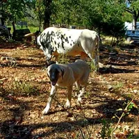 AKC- JEWEL, a female Anatolian Shepherd Dog for sale in Yellville, AR – Photo 10 of 10