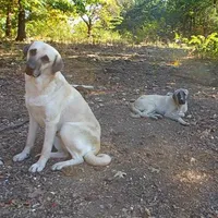 AKC- JEWEL, a female Anatolian Shepherd Dog for sale in Yellville, AR – Photo 6 of 10