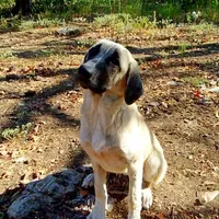 AKC- JEWEL, a female Anatolian Shepherd Dog for sale in Yellville, AR – Photo 1 of 10