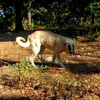 AKC- JEWEL, a female Anatolian Shepherd Dog for sale in Yellville, AR – Photo 3 of 10