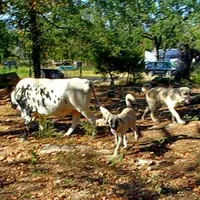 AKC- JEWEL, a female Anatolian Shepherd Dog for sale in Yellville, AR – Photo 7 of 10