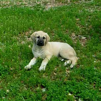 AKC- GOLDIE, a female Anatolian Shepherd Dog for sale in Yellville, AR – 4 of 10