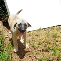 AKC Gretel , a female Anatolian Shepherd Dog for sale in Yellville, AR – 2 of 10